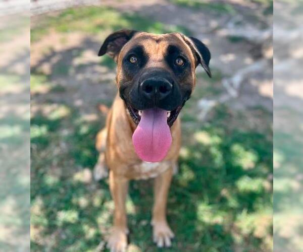 Medium Photo #3 Mastiff-Unknown Mix Puppy For Sale in Riverside, CA, USA