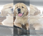 Small Photo #13 Golden Retriever Puppy For Sale in SALEM, OR, USA