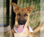 Small German Shepherd Dog Mix
