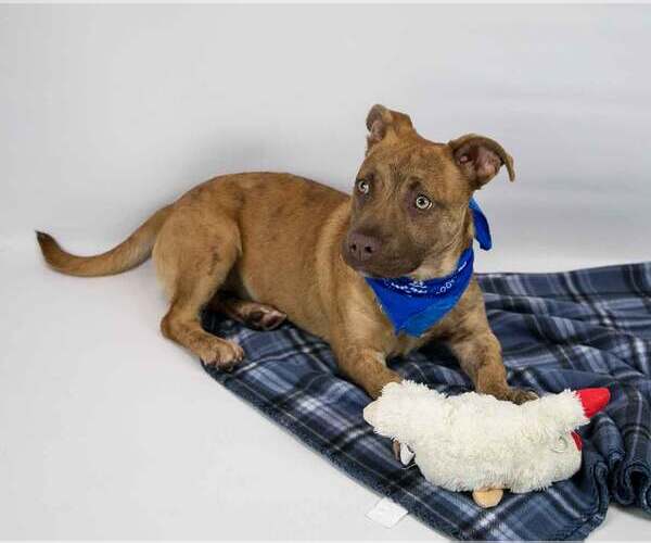 Medium Photo #2 Boxer-Pembroke Welsh Corgi Mix Puppy For Sale in Kennesaw, GA, USA