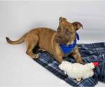 Small #1 Boxer-Pembroke Welsh Corgi Mix