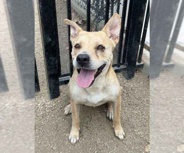 Medium Photo #4 German Shepherd Dog-Unknown Mix Puppy For Sale in Riverside, CA, USA