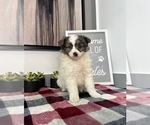 Small Photo #8 Australian Shepherd-Pomeranian Mix Puppy For Sale in FRANKLIN, IN, USA