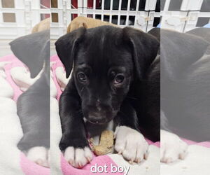 American Pit Bull Terrier-Labrador Retriever Mix Dogs for adoption in Herndon, VA, USA