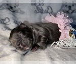 Small Photo #31 French Bulldog Puppy For Sale in MIMS, FL, USA