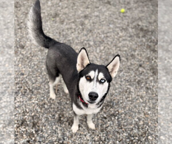 Medium Photo #10 Siberian Husky-Unknown Mix Puppy For Sale in Elmsford, NY, USA
