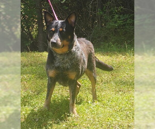 Medium Photo #1 Mutt Puppy For Sale in Wetumpka, AL, USA