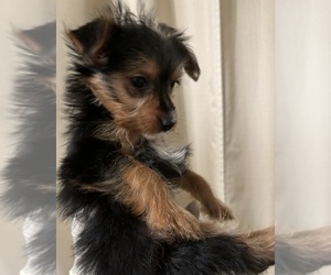Yorkshire Terrier Puppy for sale in GWYNN OAK, MD, USA