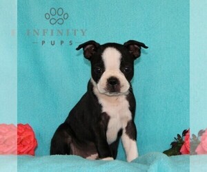 Boston Terrier Puppy for sale in NOTTINGHAM, PA, USA