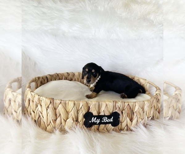 Medium Photo #2 Dachshund Puppy For Sale in DAVIS, CA, USA