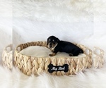 Small #1 Dachshund