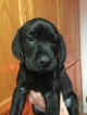 Small Photo #3 Labrador Retriever Puppy For Sale in FRENCH CAMP, CA, USA