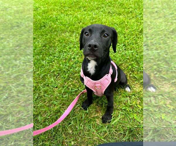 Medium Photo #6 Mutt Puppy For Sale in Candler, NC, USA