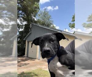 Labrador Retriever Dogs for adoption in Houston, TX, USA