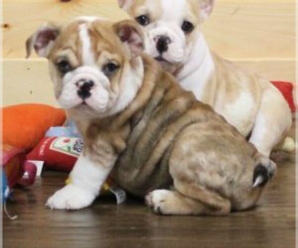 Medium Photo #1 English Bulldog Puppy For Sale in MARSHFIELD, MO, USA