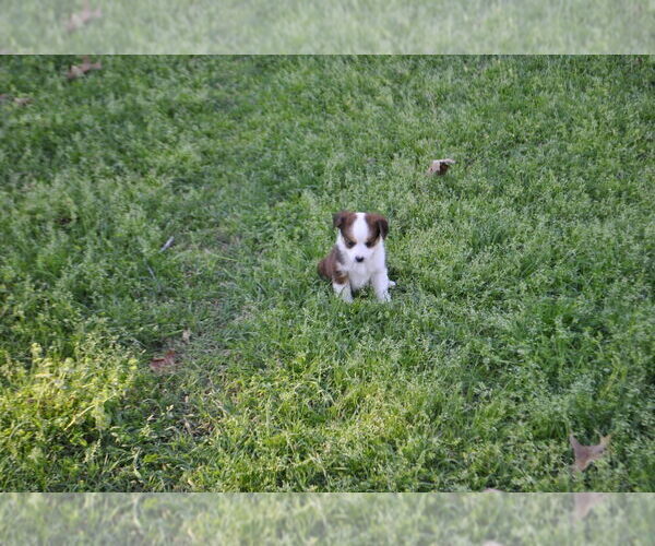 Medium Photo #16 Miniature Australian Shepherd Puppy For Sale in SWAN, TX, USA
