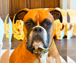 Small #2 Boxer
