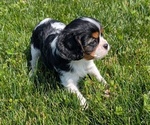 Small Photo #8 Cavalier King Charles Spaniel Puppy For Sale in GOSHEN, IN, USA