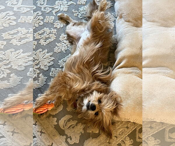 Medium Photo #7 Mutt Puppy For Sale in Arlington, VA, USA