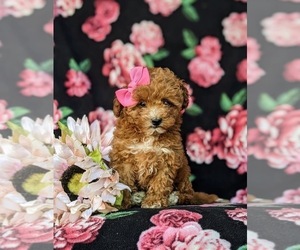 Poodle (Toy) Puppy for sale in ELKTON, MD, USA