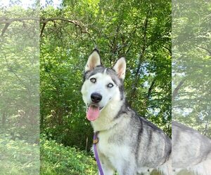 Huskies -Unknown Mix Dogs for adoption in Unionville, PA, USA