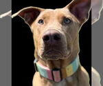 Small #2 Doberman Pinscher Mix