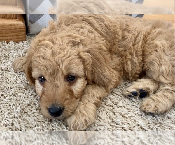 Medium Photo #1 Goldendoodle-Poodle (Miniature) Mix Puppy For Sale in RANDOLPH, WI, USA