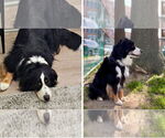 Small #4 Australian Shepherd
