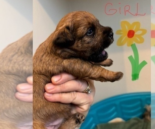 Medium Photo #52 Poocan Puppy For Sale in FAIR OAKS, CA, USA