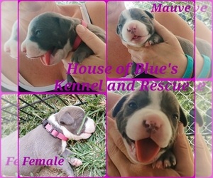 American Pit Bull Terrier Puppy for sale in DELAWARE, OH, USA