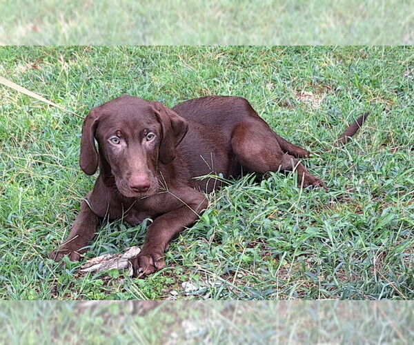 Medium Photo #3 Labrador Retriever-Unknown Mix Puppy For Sale in Wetumpka, AL, USA