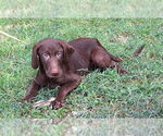 Small #2 Labrador Retriever Mix
