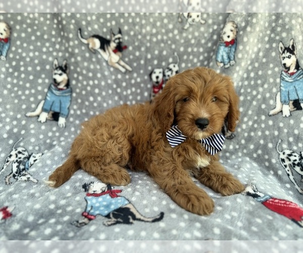 Medium Photo #3 Cavapoo (Standard) Puppy For Sale in LAKELAND, FL, USA