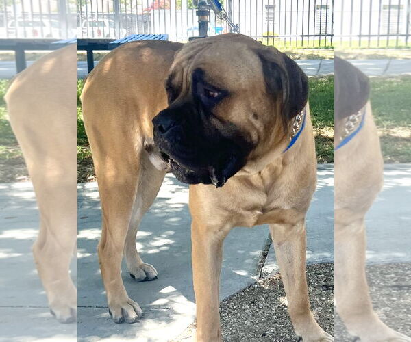 Medium Photo #7 Bullmastiff Puppy For Sale in Goodyear, AZ, USA