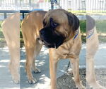 Small #6 Bullmastiff