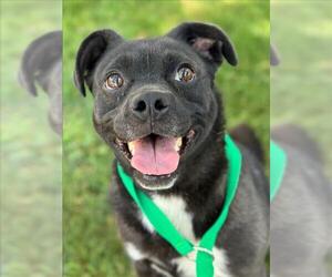 Boxer-Pug Mix Dogs for adoption in Woodland, CA, USA