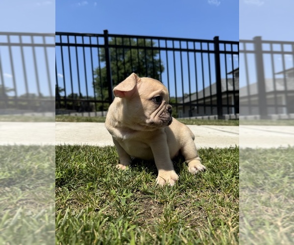 Medium Photo #18 French Bulldog Puppy For Sale in SAYREVILLE, NJ, USA