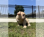 Small Photo #18 French Bulldog Puppy For Sale in SAYREVILLE, NJ, USA