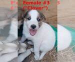 Small #4 German Shepherd Dog-Siberian Husky Mix