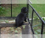 Small Photo #7 German Shepherd Dog Puppy For Sale in POWDER SPRINGS, GA, USA