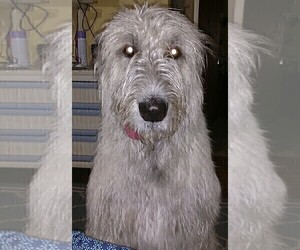 Father of the Irish Wolfhound puppies born on 10/31/2025