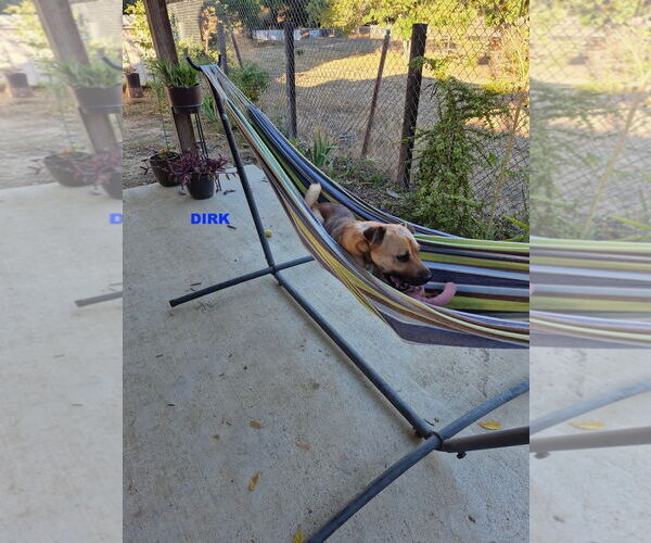 Medium Photo #4 Black Mouth Cur-Unknown Mix Puppy For Sale in Woodland Hills, CA, USA