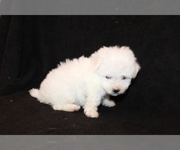 Medium Photo #9 Bichon Frise Puppy For Sale in BLOOMINGTON, IN, USA
