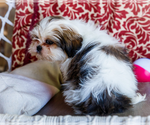 Medium Photo #14 Shih Tzu Puppy For Sale in WAKARUSA, IN, USA