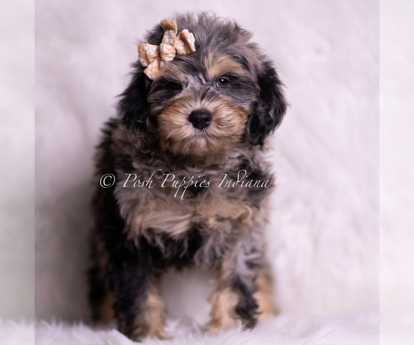 Medium Photo #2 Goldendoodle (Miniature) Puppy For Sale in WARSAW, IN, USA