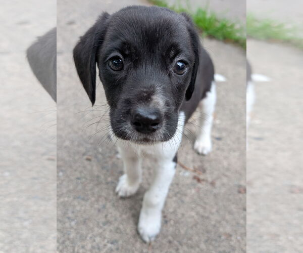 Medium Photo #5 Beagle Puppy For Sale in Brooklyn Center, MN, USA