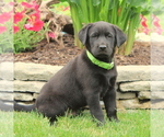 Small Photo #2 Labrador Retriever Puppy For Sale in QUARRYVILLE, PA, USA