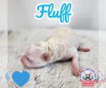 Puppy Fluff Poodle (Miniature)