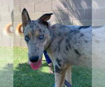 Small #1 Catahoula Leopard Dog-Collie Mix