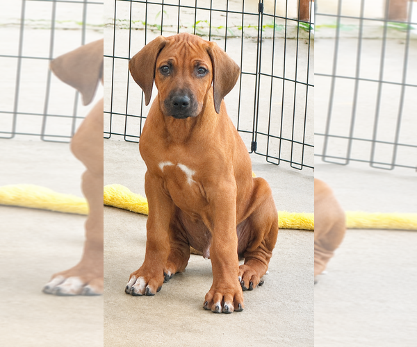 Medium Photo #27 Rhodesian Ridgeback Puppy For Sale in MADISON, GA, USA